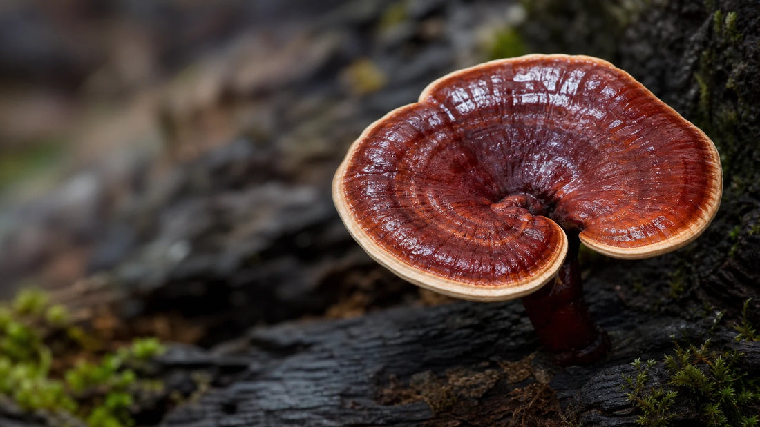 Nahaufnahme eines glänzenden Reishi-Pilzes auf einer dunklen natürlichen Oberfläche