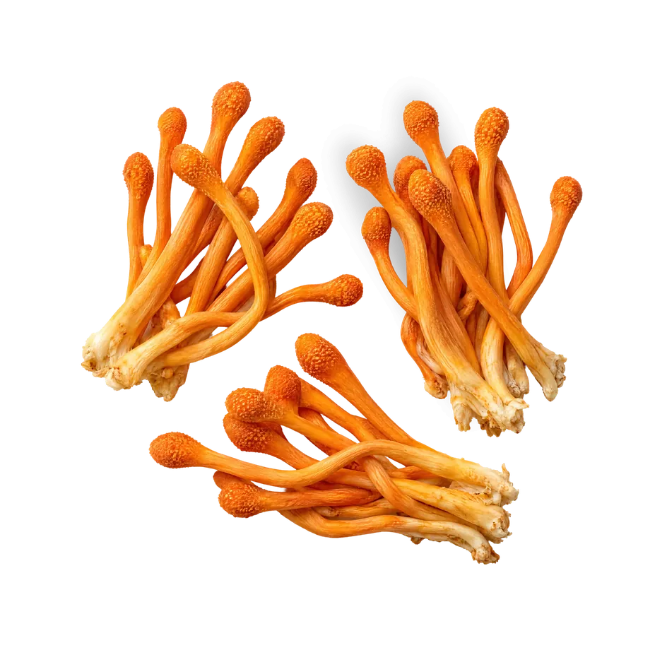 Orangefarbene Cordyceps-Fruchtkörper auf blauem Hintergrund