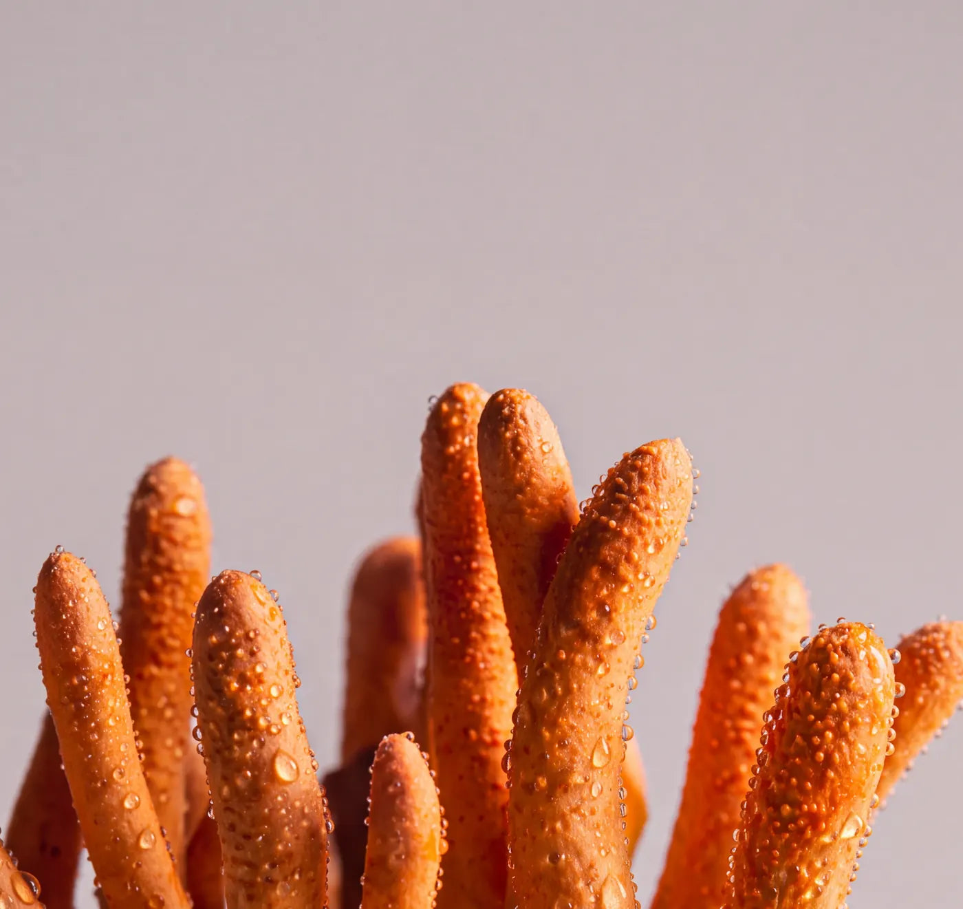 Nahaufnahme von Cordyceps-Pilzen